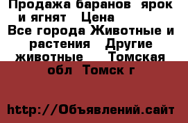 Продажа баранов, ярок и ягнят › Цена ­ 3 500 - Все города Животные и растения » Другие животные   . Томская обл.,Томск г.